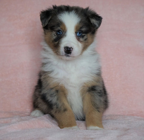 Australian Shepherd For Sale Baltic, OH Male - Rubble -BLUE EYES-CHECK OUT OUR VIDEO-