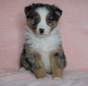 Australian Shepherd For Sale Baltic, OH Male - Rubble -BLUE EYES-CHECK OUT OUR VIDEO-