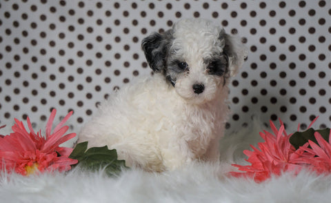 ICA Registered Miniature Poodle For Sale Fredericksburg, OH Male- Manny