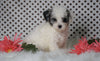 ICA Registered Miniature Poodle For Sale Fredericksburg, OH Male- Manny