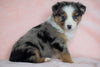 Australian Shepherd For Sale Baltic, OH Male - Rubble -BLUE EYES-CHECK OUT OUR VIDEO-