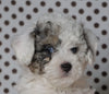 ICA Registered Miniature Poodle For Sale Fredericksburg, OH Male- Mason