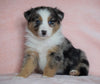 Australian Shepherd For Sale Baltic, OH Male - Rubble -BLUE EYES-CHECK OUT OUR VIDEO-