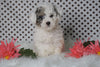 ICA Registered Miniature Poodle For Sale Fredericksburg, OH Male- Mason