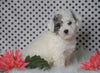 ICA Registered Miniature Poodle For Sale Fredericksburg, OH Male- Mason