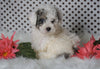 ICA Registered Miniature Poodle For Sale Fredericksburg, OH Male- Mason