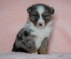 Australian Shepherd For Sale Baltic, OH Male - Marshall -BLUE EYES-CHECK OUT OUR VIDEO-