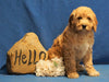 F1B Mini Goldendoodle For Sale Holmesville, OH Female - Buttercup