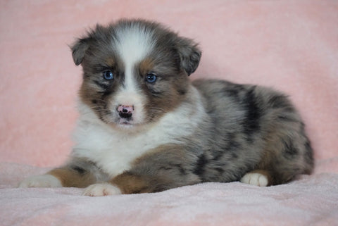 Australian Shepherd For Sale Baltic, OH Male - Marshall -BLUE EYES-CHECK OUT OUR VIDEO-
