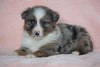 Australian Shepherd For Sale Baltic, OH Male - Marshall -BLUE EYES-CHECK OUT OUR VIDEO-