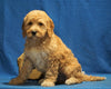 F1B Mini Goldendoodle For Sale Holmesville, OH Female - Buttercup