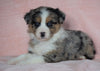 Australian Shepherd For Sale Baltic, OH Female - Elsa -BLUE EYES-CHECK OUT OUR VIDEO-