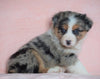 Australian Shepherd For Sale Baltic, OH Female - Elsa -BLUE EYES-CHECK OUT OUR VIDEO-