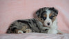 Australian Shepherd For Sale Baltic, OH Female - Elsa -BLUE EYES-CHECK OUT OUR VIDEO-
