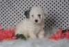 ICA Registered Miniature Poodle For Sale Fredericksburg, OH Male- Meeko