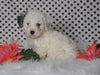ICA Registered Miniature Poodle For Sale Fredericksburg, OH Male- Meeko