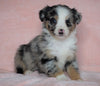 Australian Shepherd For Sale Baltic, OH Female - Mary -CHECK OUT OUR VIDEO-