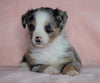 Australian Shepherd For Sale Baltic, OH Female - Mary -CHECK OUT OUR VIDEO-