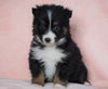 Australian Shepherd For Sale Baltic, OH Female - Jenny- CHECK OUT OUR VIDEO-
