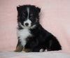 Australian Shepherd For Sale Baltic, OH Female - Jenny- CHECK OUT OUR VIDEO-