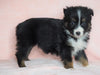 Australian Shepherd For Sale Baltic, OH Female - Jenny- CHECK OUT OUR VIDEO-