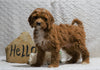 F1B Mini Goldendoodle For Sale Holmesville, OH Female - Fiona