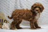 F1B Mini Goldendoodle For Sale Holmesville, OH Female - Fiona