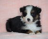 Australian Shepherd For Sale Baltic, OH Male - Rocky -CHECK OUT OUR VIDEO-