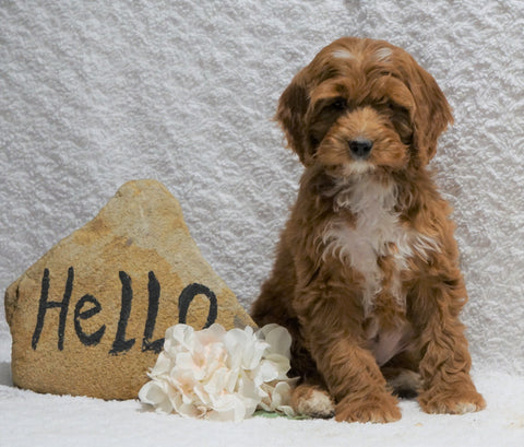 F1B Mini Goldendoodle For Sale Holmesville, OH Female - Fiona