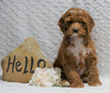 F1B Mini Goldendoodle For Sale Holmesville, OH Female - Fiona