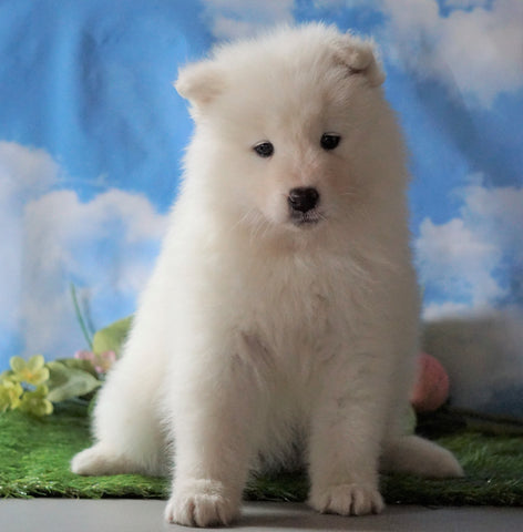 AKC Registered Samoyed For Sale Fredericksburg, OH Female - Samantha