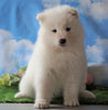 AKC Registered Samoyed For Sale Fredericksburg, OH Female - Samantha