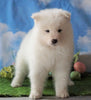 AKC Registered Samoyed For Sale Fredericksburg, OH Female - Samantha