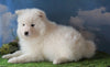 AKC Registered Samoyed For Sale Fredericksburg, OH Female - Samantha