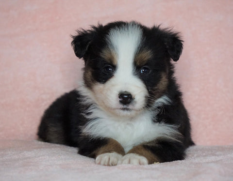 Australian Shepherd For Sale Baltic, OH Male - Rocky -CHECK OUT OUR VIDEO-