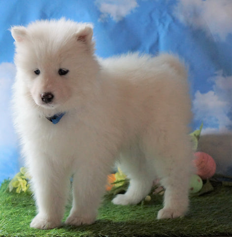 AKC Registered Samoyed For Sale Fredericksburg, OH Male - Skyler