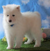 AKC Registered Samoyed For Sale Fredericksburg, OH Male - Skyler