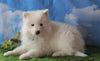 AKC Registered Samoyed For Sale Fredericksburg, OH Male - Skyler