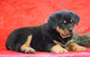 AKC Registered Rottweiler For Sale Holmesville, OH Male - Albert