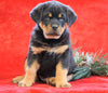 AKC Registered Rottweiler For Sale Holmesville, OH Male - Albert
