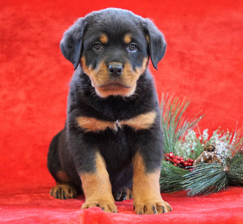 AKC Registered Rottweiler For Sale Holmesville, OH Male - Arnold