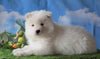 AKC Registered Samoyed For Sale Fredericksburg, OH Male - Snowball
