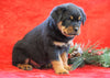 AKC Registered Rottweiler For Sale Holmesville, OH Male - Randy