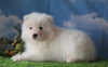 AKC Registered Samoyed For Sale Fredericksburg, OH Male - Skip