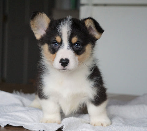 AKC Registered Pembroke Welsh Corgi For Sale Millersburg, OH Male - Rocky