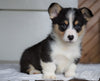 AKC Registered Pembroke Welsh Corgi For Sale Millersburg, OH Male - Rocky