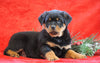 AKC Registered Rottweiler For Sale Holmesville, OH Male - Hank