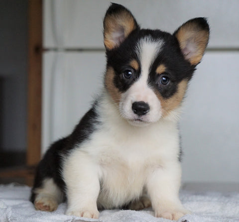 AKC Registered Pembroke Welsh Corgi For Sale Millersburg, OH Male - George