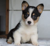 AKC Registered Pembroke Welsh Corgi For Sale Millersburg, OH Male - George
