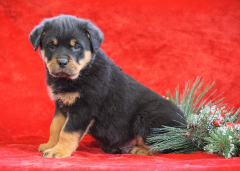 AKC Registered Rottweiler For Sale Holmesville, OH Male - Ace